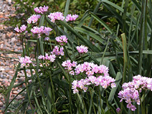 Vivers Càrex - Allium roseum 