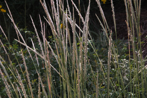 Vivers Càrex - Ammophila arenaria 