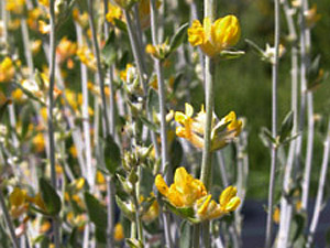 Vivers Càrex - Anthyllis cytisoides 