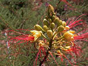 Vivers Càrex - Caesalpinea gilliesii 