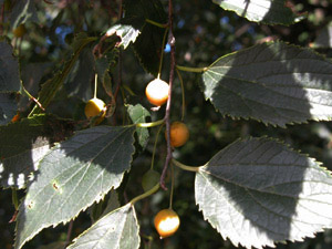 Vivers Càrex - Celtis australis 