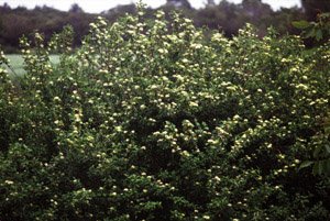 Vivers Càrex - Cornus sanguinea 