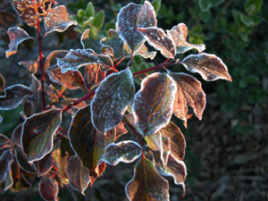 Vivers Càrex - Cornus sanguinea 