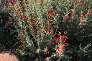 Vivers Càrex - Epilobium canum subsp. angustifolium