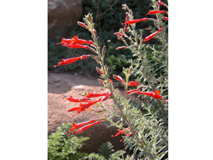 Vivers Càrex - Epilobium canum subsp. angustifolium