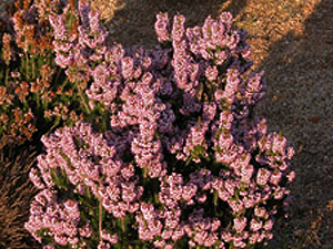 Vivers Càrex - Erica multiflora 