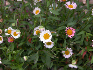 Vivers Càrex - Erigeron karvinskianus 