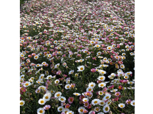 Vivers Càrex - Erigeron karvinskianus 