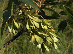 Vivers Càrex - Fraxinus angustifolia 