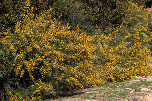 Vivers Càrex - Genista monspessulana 