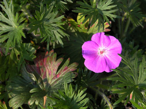 Vivers Càrex - Geranium sanguineum 