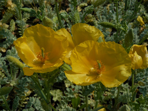 Vivers Càrex - Glaucium flavum 