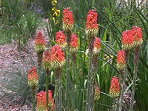 Vivers Càrex - Kniphofia uvaria 