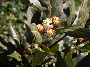 Vivers Càrex - Laurus nobilis 