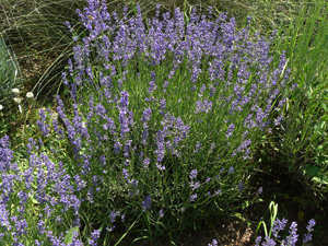 Vivers Càrex - Lavandula angustifolia