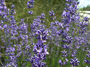 Vivers Càrex - Lavandula angustifolia