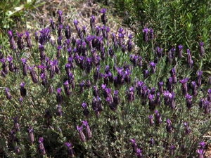 Vivers Càrex - Lavandula stoechas 