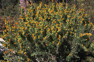 Vivers Càrex - Medicago arborea 