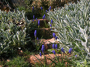 Vivers Càrex - Muscari armeniacum 