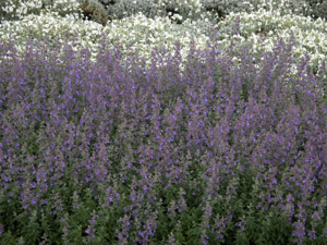 Vivers Càrex - Nepeta faassenii 