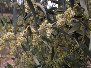 Vivers Càrex - Olea europaea var. sylvestris