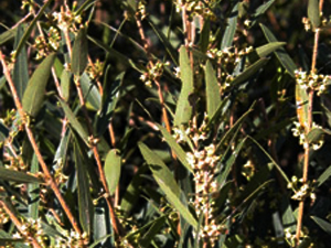 Vivers Càrex - Phillyrea angustifolia 