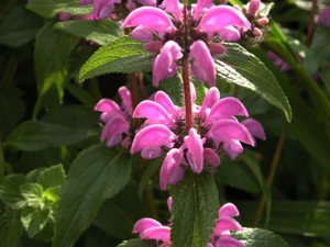 Vivers Càrex - Phlomis herba-venti 