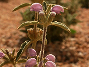 Vivers Càrex - Phlomis italica 