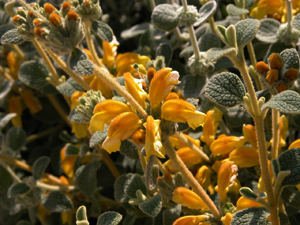 Vivers Càrex - Phlomis lanata 