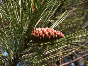 Vivers Càrex - Pinus nigra 