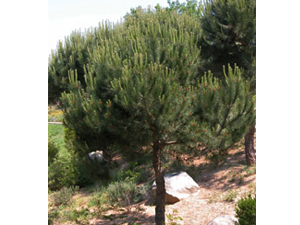 Vivers Càrex - Pinus pinea 