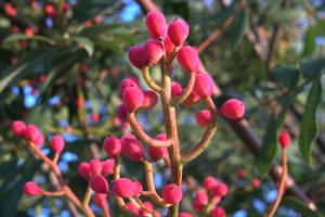 Vivers Càrex - Pistacia terebinthus 