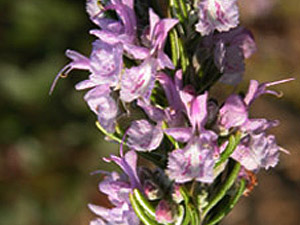 Vivers Càrex - Rosmarinus officinalis 'Mortitx'