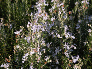 Vivers Càrex - Rosmarinus officinalis 