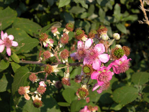 Vivers Càrex - Rubus ulmifolius 