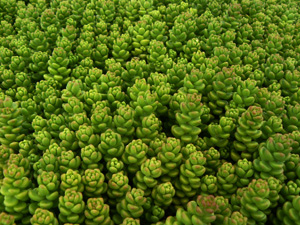 Vivers Càrex - Sedum monregalense 