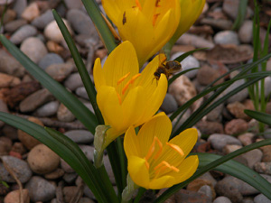 Vivers Càrex - Sternbergia lutea 