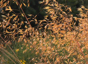 Vivers Càrex - Stipa gigantea 