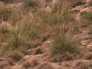 Vivers Càrex - Stipa tenacissima 