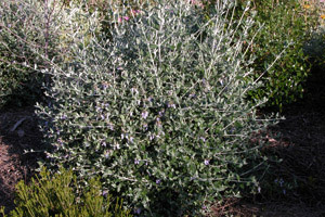 Vivers Càrex - Teucrium fruticans 