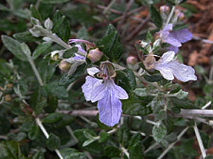 Vivers Càrex - Teucrium fruticans 