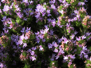 Vivers Càrex - Thymbra capitata (Thymus capitatus)