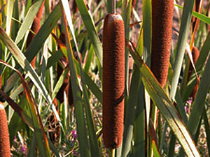Vivers Càrex - Typha latifolia 
